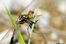 Attēlu rezultāti vaicājumam “Leucorrhinia albifrons female”