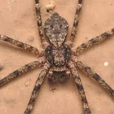 Attēlu rezultāti vaicājumam “Philodromus margaritatus”