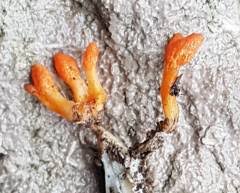 Attēlu rezultāti vaicājumam “Calocera glossoides”
