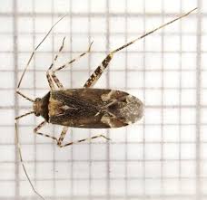 Attēlu rezultāti vaicājumam “Phytocoris sp.”