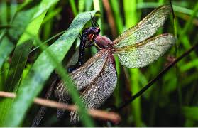 Attēlu rezultāti vaicājumam “Aeshna grandis”