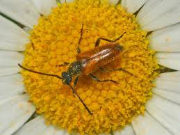 Attēlu rezultāti vaicājumam “Pseudovadonia livida”