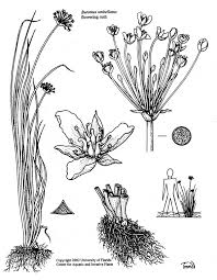 Attēlu rezultāti vaicājumam “Butomaceae”