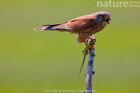 Attēlu rezultāti vaicājumam “Falco tinnunculus”