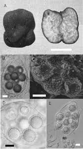 Attēlu rezultāti vaicājumam “Pachyphloeus melanoxanthus”
