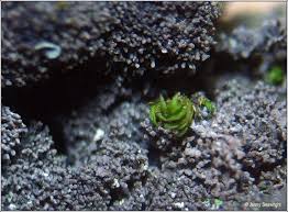 Attēlu rezultāti vaicājumam “Parmeliella triptophylla”