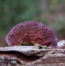 Attēlu rezultāti vaicājumam “Trichaptum biforme”