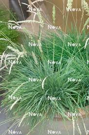 Attēlu rezultāti vaicājumam “Koeleria glauca”