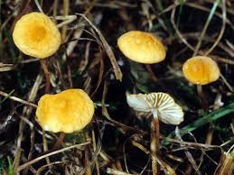 Attēlu rezultāti vaicājumam “Marasmius sp.”