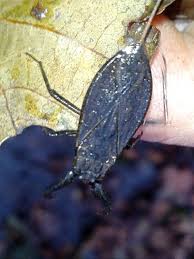 Attēlu rezultāti vaicājumam “Nepa cinerea nymph”