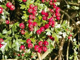 Attēlu rezultāti vaicājumam “Crataegus monogyna fruit”