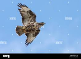 Attēlu rezultāti vaicājumam “Buteo buteo adult”