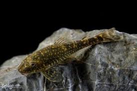 Attēlu rezultāti vaicājumam “Spilosoma sp.”