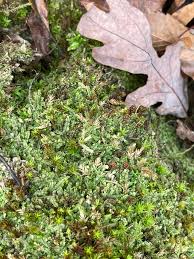 Attēlu rezultāti vaicājumam “Calypogeia fissa”