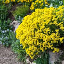 Image result for Alyssum diffusum