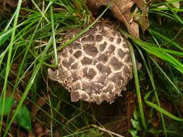 Attēlu rezultāti vaicājumam “Strobilomyces strobilaceus”