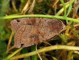 Attēlu rezultāti vaicājumam “Xestia baja”