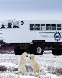 Image result for tundra buggy