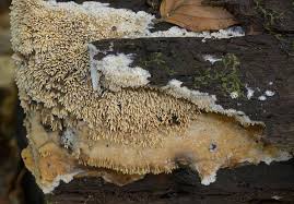 Attēlu rezultāti vaicājumam “Mycoacia fuscoatra”