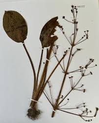 Attēlu rezultāti vaicājumam “Alisma plantago-aquatica fruit”