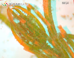 Attēlu rezultāti vaicājumam “Chara contraria”