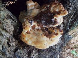 Attēlu rezultāti vaicājumam “Buglossoporus quercinus”