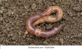 Attēlu rezultāti vaicājumam “Lumbricus terrestris”