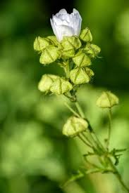 Attēlu rezultāti vaicājumam “Malva moschata flower”