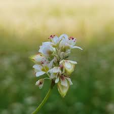 Attēlu rezultāti vaicājumam “Fagopyrum esculentum flower”