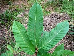 Attēlu rezultāti vaicājumam “Castanea sativa  leaf”