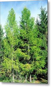 Attēlu rezultāti vaicājumam “Larix decidua”