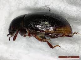 Attēlu rezultāti vaicājumam “Enochrus affinis”