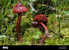 Attēlu rezultāti vaicājumam “Cortinarius sanguineus”