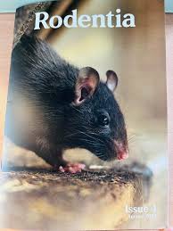 Attēlu rezultāti vaicājumam “Rodentia”