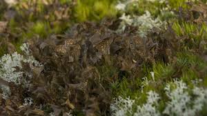 Attēlu rezultāti vaicājumam “Cetraria islandica”