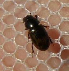 Attēlu rezultāti vaicājumam “Aphodius sp.”