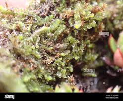 Attēlu rezultāti vaicājumam “Lophozia longidens”