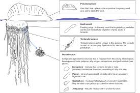Attēlu rezultāti vaicājumam “Polypogon tentacularius male”