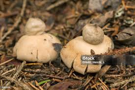 Attēlu rezultāti vaicājumam “Geastrum fimbriatum”