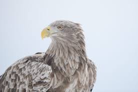 Image result for Haliaeetus albicilla