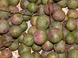 Attēlu rezultāti vaicājumam “Dracocephalum ruyschiana fruit”