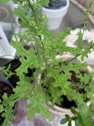 Image result for Chenopodium botrys