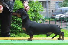 Attēlu rezultāti vaicājumam “Didymium proximum”