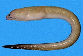 Image result for Gymnothorax vicinus