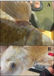 Image result for Cycleptus elongatus