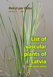 Attēlu rezultāti vaicājumam “Populus x lettland”