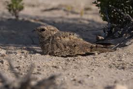 Image result for Caprimulgus aegyptius