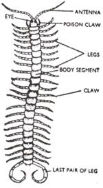 Attēlu rezultāti vaicājumam “Chilopoda”