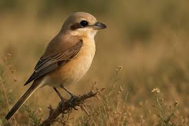 Image result for Lanius isabellinus