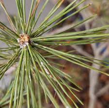 Attēlu rezultāti vaicājumam “Licea pusilla macro”